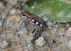 Cicindela aurulenta flavomaculata