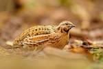 Coturnix coturnix - křepelka polní