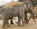 Elephas maximus indicus - slon indický