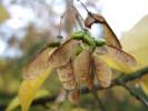 Acer buergerianum - Trident Maple