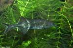 Gnathonemus petersii - Peters' Elephantnose Fish