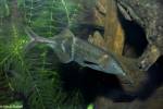 Gnathonemus petersii - Peters' Elephantnose Fish