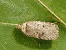 Agonopterix curvipunctosa