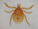 Ixodes ricinus - klíště obecné