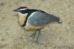 Pluvianus aegyptius - Egyptian Plover