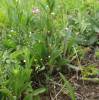 Linum catharticum - len počistivý
