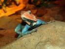 Agama lionotus dodomae