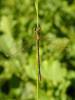 Lestes sponsa - šídlatka páskovaná