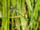 Lestes sponsa - šídlatka páskovaná