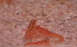 Cambarellus patzcuarensis - Mexican Dwarf Crayfish