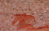 Cambarellus patzcuarensis - Mexican Dwarf Crayfish