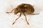 Araecerus fasciculatus