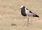 Vanellus armatus - Blacksmith Lapwing