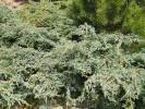 Juniperus squamata