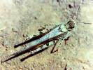 Acrotylus longipes longipes