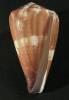 Conus vexillum - homolice vlajková