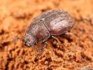 Aesalus scarabaeoides scarabaeoides