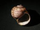 Pomacea paludosa