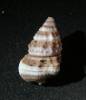 Clypeomorus chemnitzianus