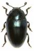 Aulacocheilus violaceus