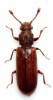 Lyctus linearis - hrbohlav parketový
