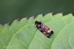 Pristerognatha penthinana