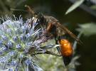 Sphex funerarius - kutilka obecná