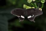 Papilio polytes romulus