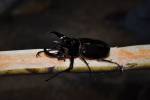 Chalcosoma chiron kirbyii