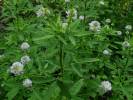 Trigonella caerulea - pískavice modrá
