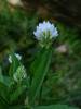 Trigonella caerulea - pískavice modrá