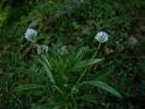 Trigonella caerulea - pískavice modrá