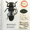 Callimetopus capito var. mesoleucus