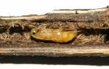 Phytoecia caerulescens caerulescens