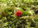 Trombidium holosericeum - sametka rudá