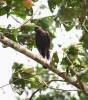 Ictinaetus malaiensis - orel indomalajský