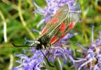 Zygaena exulans - vřetenuška severská