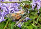 Zygaena exulans - vřetenuška severská