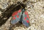 Zygaena exulans