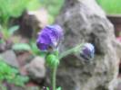 Aconitum gymnandrum
