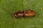 Cryptolestes ferrugineus - lesák moučný