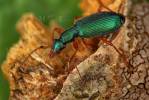 Drypta dentata - kořenokaz modrý
