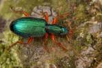Drypta dentata - kořenokaz modrý