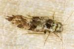 Loensia fasciata