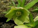 Helleborus viridis - čemeřice zelená