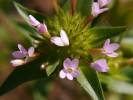 Collomia linearis - Tiny Trumpet