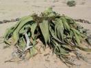 Welwitschia mirabilis - welwitschie podivná