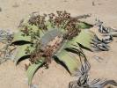 Welwitschia mirabilis - welwitschie podivná