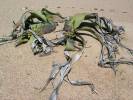 Welwitschia mirabilis - welwitschie podivná