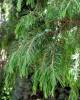 Juniperus rigida